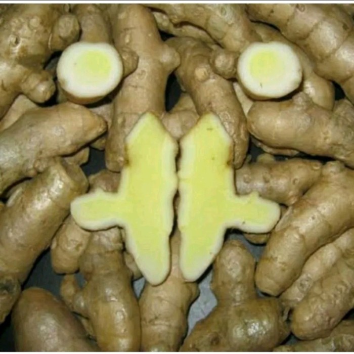 

temu mangga jumbo 1kg - temu mangga, 500 gram