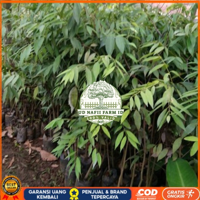 BIBIT POHON NAGASARI LANGKA/ BIBIT KAYU NAGASARI/TANAMAN NAGASARI Bibit Tanaman Super Unggul UD NAFI