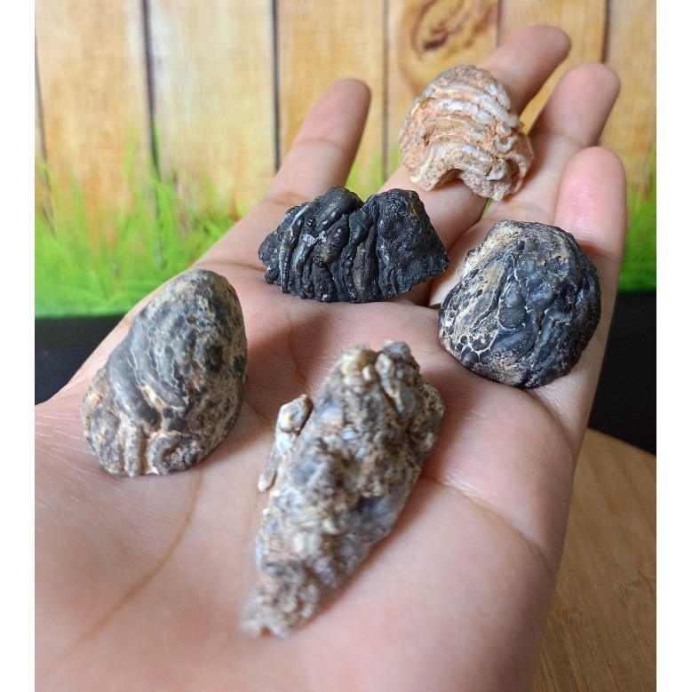 Natural Geode Agate Madagascar Paket 2