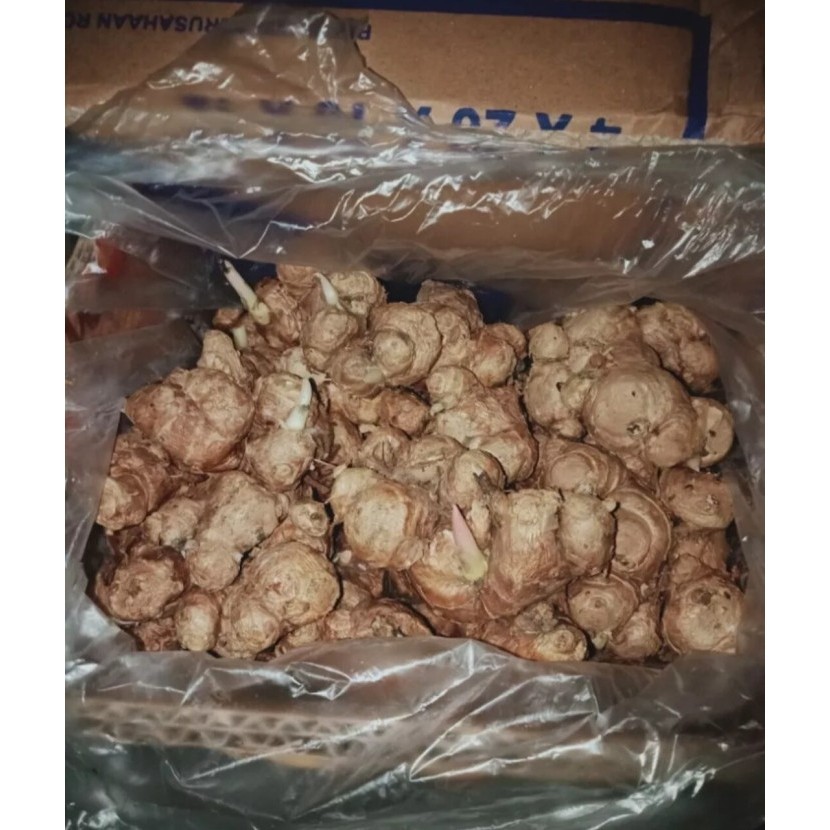 

bibit rimpang kunyit hitam asli