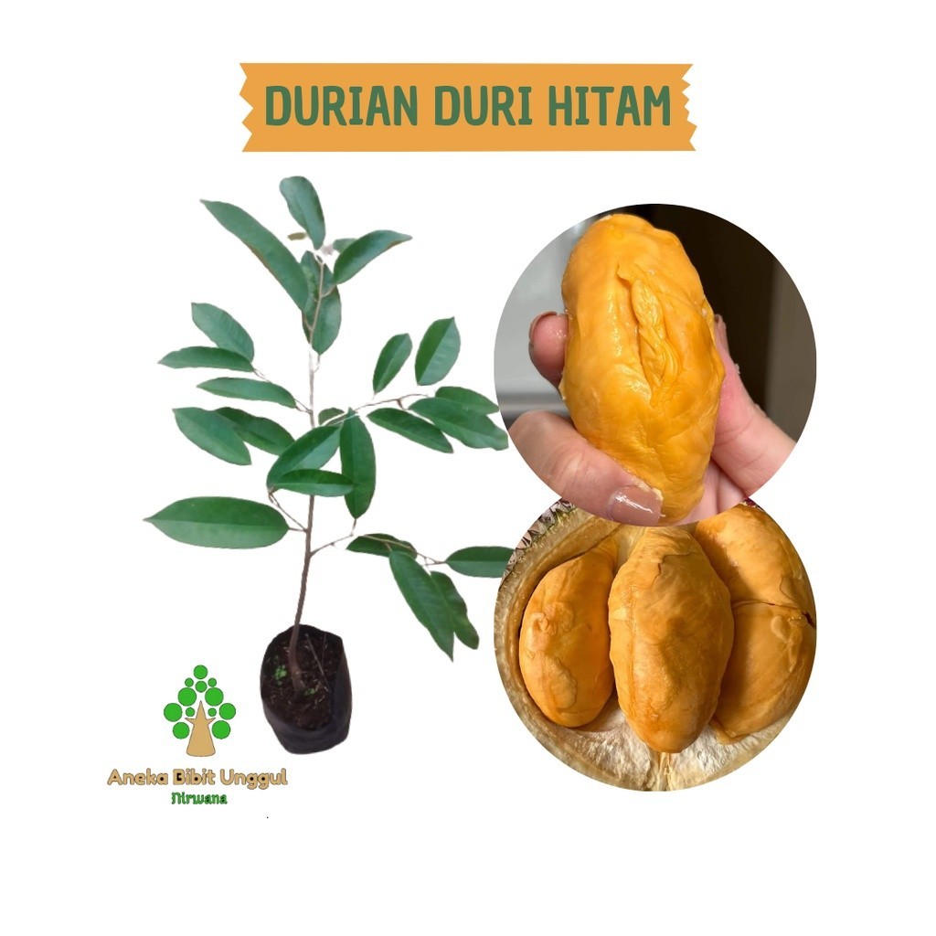 BIBIT BUAH DURIAN DURI HITAM - BIBIT DURIAN DURI HITAM - BIBIT DURIAN OCHEE - BIBIT DURIAN BLACK THR