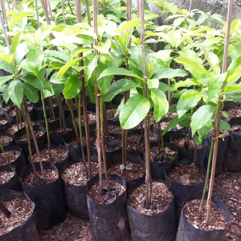 Bibit alpukat siger 1/sibatu (beli 5 gratis 1)