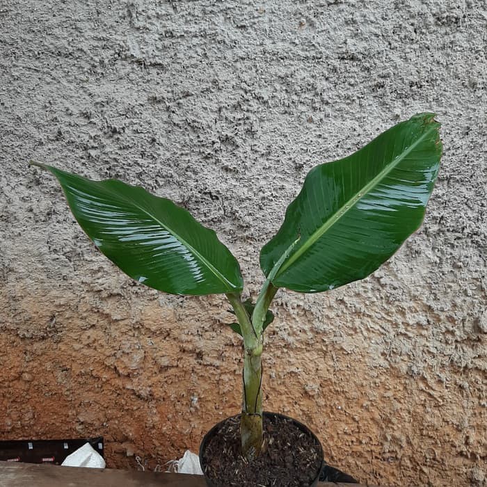 BIBIT TANAMAN POHON PISANG BATU PISANG KLUTUK/pohon pisang batu