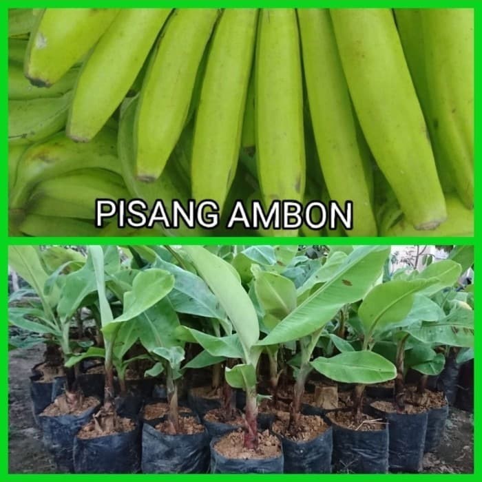 bibit pohon pisang ambon/tanaman pisang ambon/bibit pisang ambon