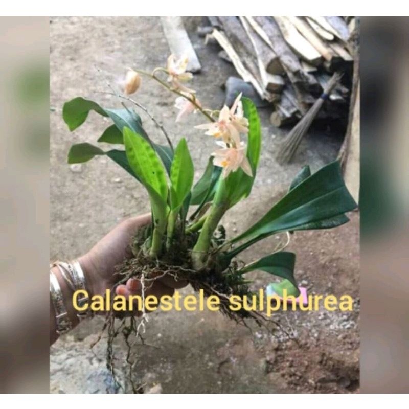 anggrek calanestele sulphurea anggrek hutan wangi termurah