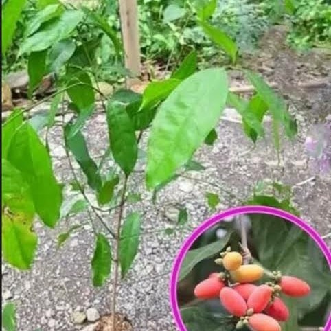 Bibit Melinjo Unggul | Bibit Tanaman Melinjo | Bibit Tangkil Jumbo