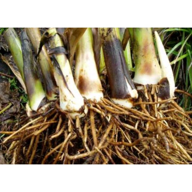 

Terlaris Akar pohon pisang segar organik 100gram