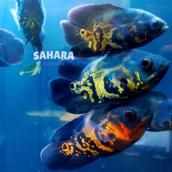 Perlengkapan akuarium Oscar Tiger Batik Good Marking bergaransi