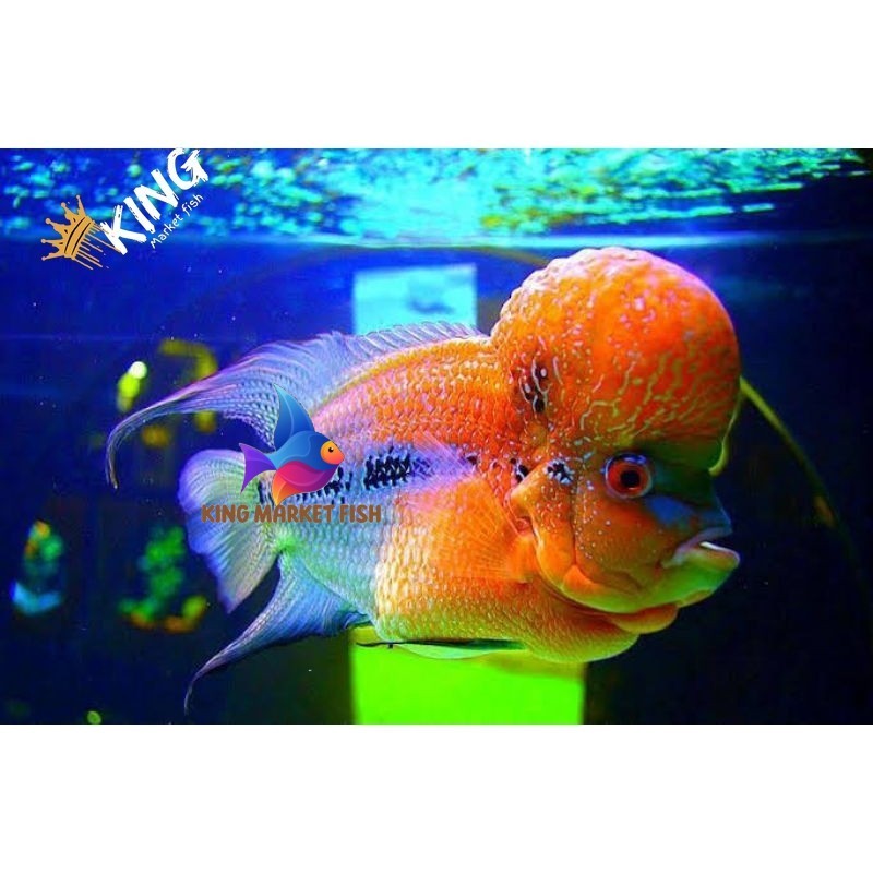 Hiyasan aquarium burayak lohan Gbx SRD louhan golden base lohan kingmarket