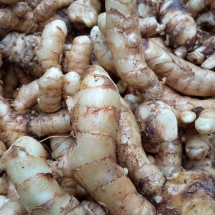

Temu Putih/Kunyit putih 1 kg