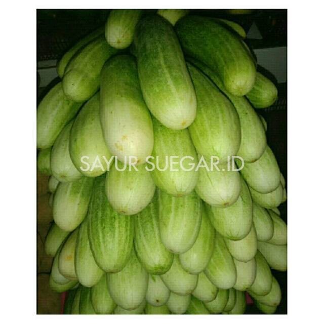 

Timun biasa (cucumber) /500gram