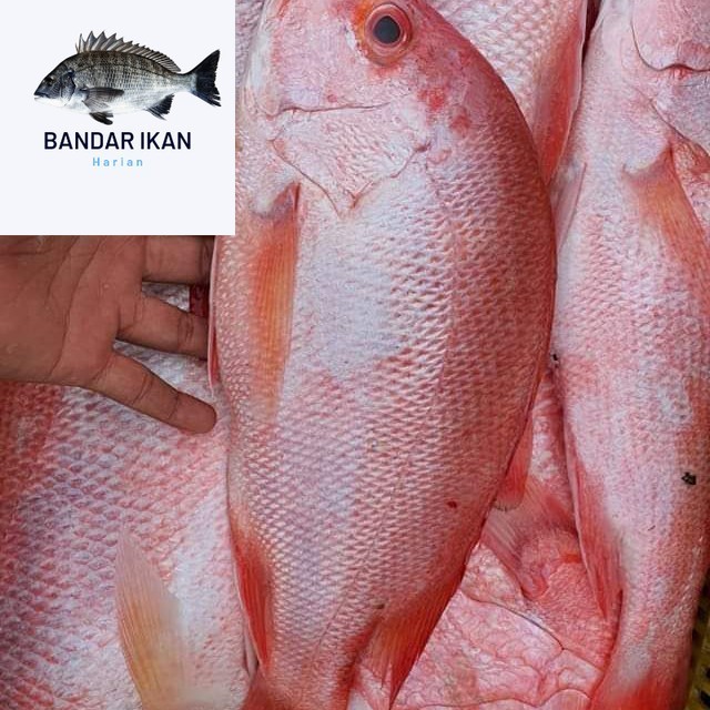 

Ikan Kakap Merah Segar Fresh Dan Berkualitas