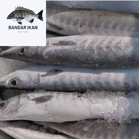 

Ikan Barakuda Segar Fresh Dan Berkualitas