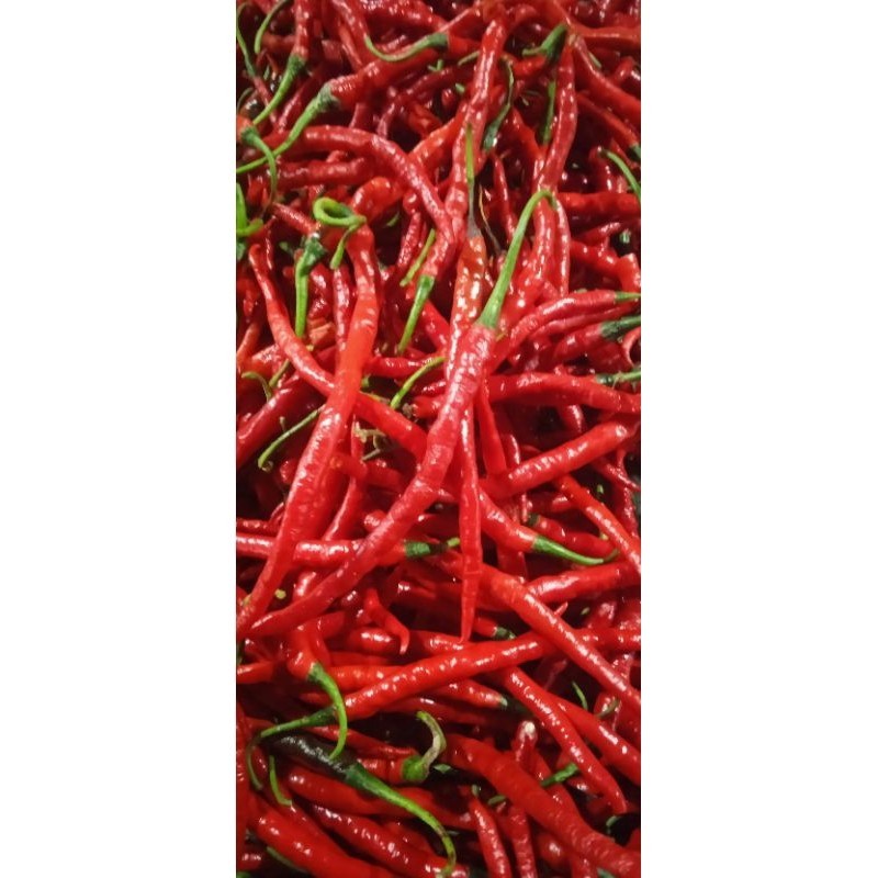 

Cabe Keriting Merah 500gr