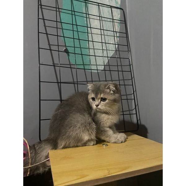 KUCING KITTEN SCOTTISH FOLD GOLDEN BLUE || SF || BSH || BRITISH SHORTHAIR