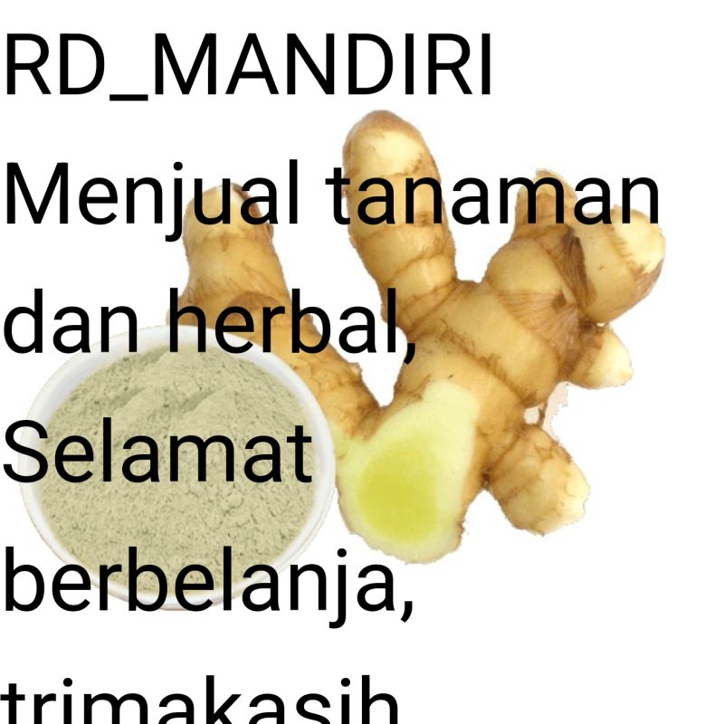 

RD Readyy Temu mangga basah segar 500gram (curcuma mangga) siap ambil ke kebun