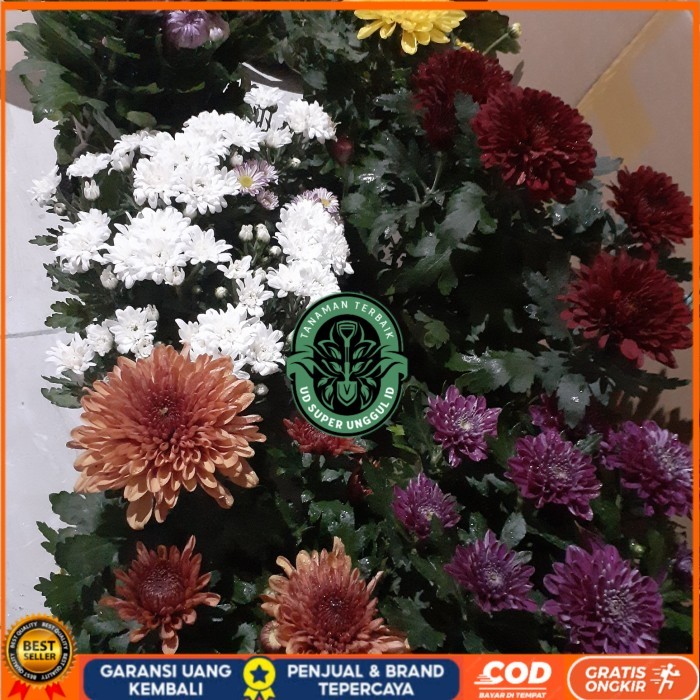 BIBIT BUNGA KRISAN SUDAH BERBUNGA Bibit Tanaman Valid UD SUPER UNGGUL ID