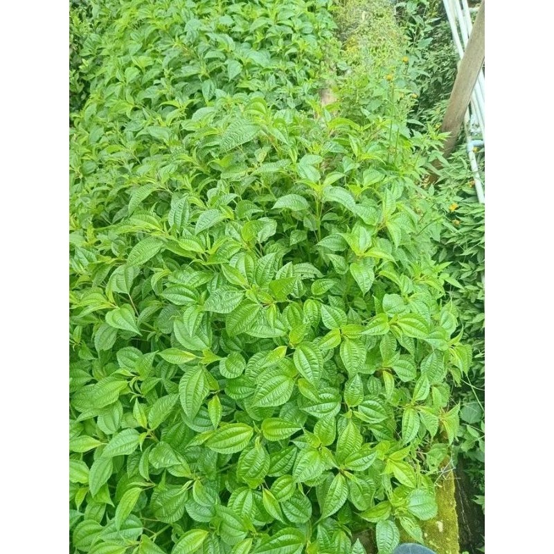 

Tanaman Pohpohan Siap Tanam 20 Batang - Mudah Tumbuh dan Berkhasiat