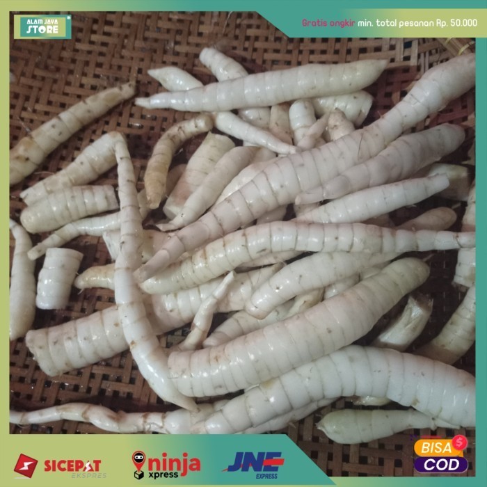 

Hafika Umbi Garut segar/umbi asli 1k
