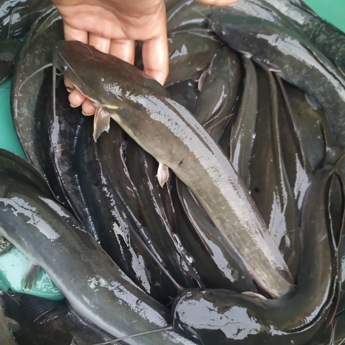 

lele ikan lele segar lele konsumsi lele segar lele hidup 2kg isi 6,7,8