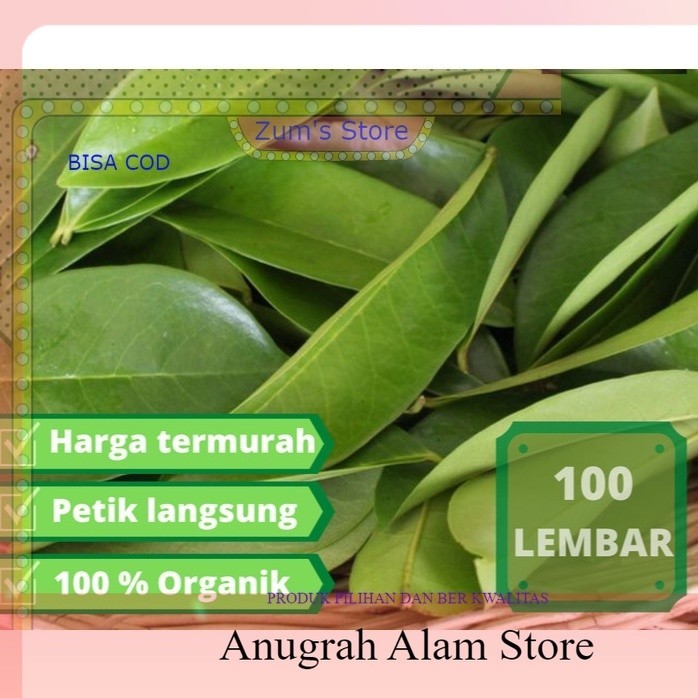 

Bisa COD 100Lembar DAUN SIRSAK TUA SEGAR ORGANIC 100%