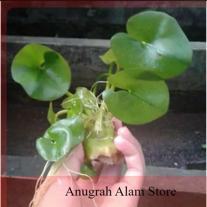 ready water lily mini,tanaman aquascape perumpun