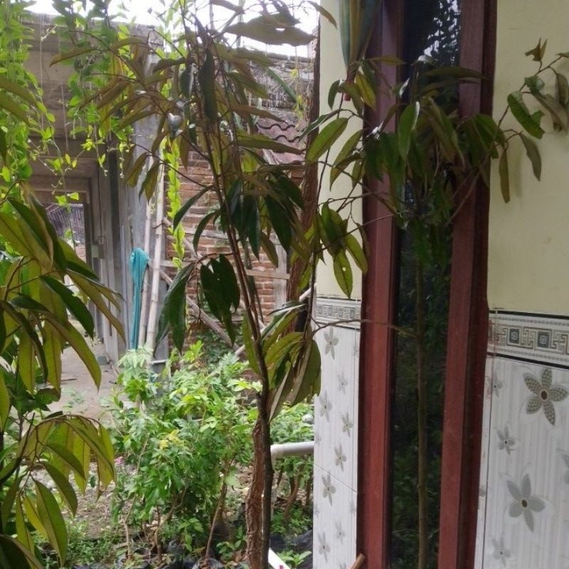 bibit durian kaki 3 tinggi 2 meter segala jenis full media