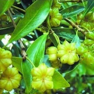 

Star Anise 1Kg / Pekak / Bunga Lawang 1Kg