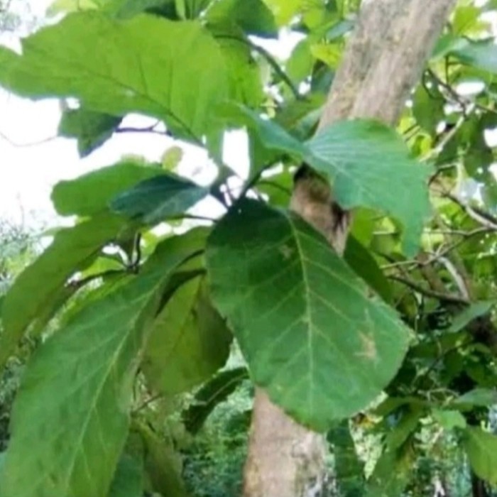 

peromo daun jati fresh herbal alami per 5 lembar