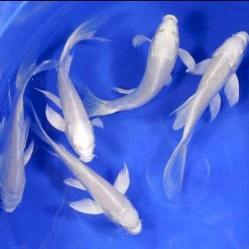 progres hias koi, kumpay metalik & platinum slayer ogon kabuto kohaku sanke IDSTORE