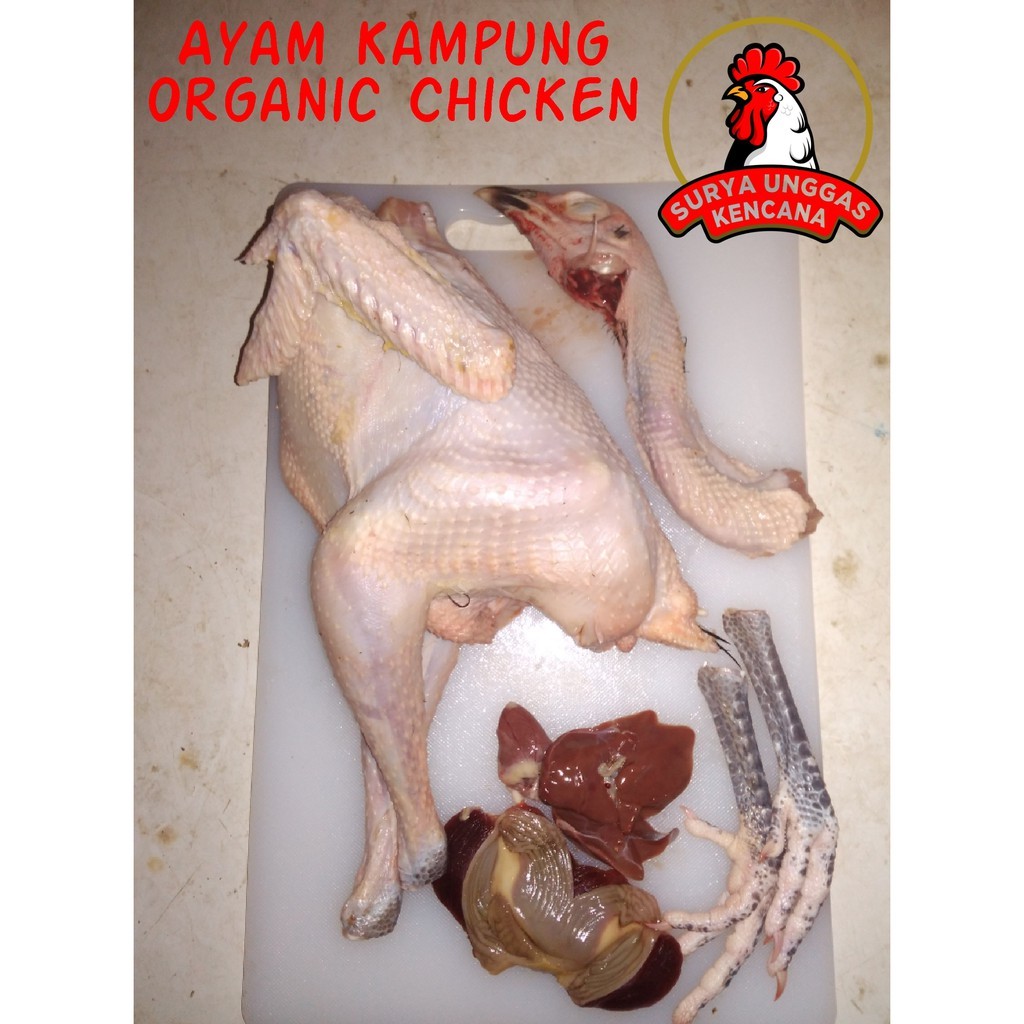 

AYAM KAMPUNG ASLI UKURAN HIDUP 400gram - 800gram