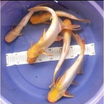 Bibit ikan patin albino ukuran 13-15cm murah berkualitas