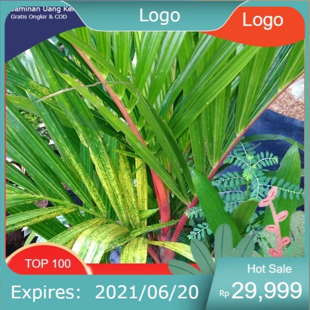 Bibit tanaman hias palem merah rimbun