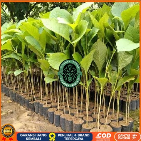 Bibit Pohon Jati Solomon Super Lurus Grosir/ Bibit Jati Solomon Unggul Bibit Tanaman valid UD SUPER 