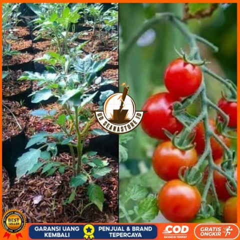 Bibit Tanaman Tomat Cherry / Tomat Ceri Asli Bibit Tanaman Super Unggul UD SEANASTORE ID