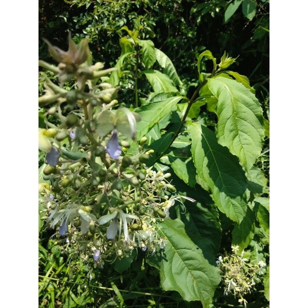 

Jamu DAUN SENGGUGU / SRIGUNGGU Berkhasiat