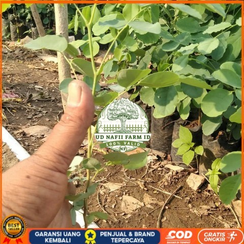 Bibit Tanaman Pohon Sonokeling, Kayu Sonokeling Bibit Tanaman Super Unggul UD NAFII FARM ID