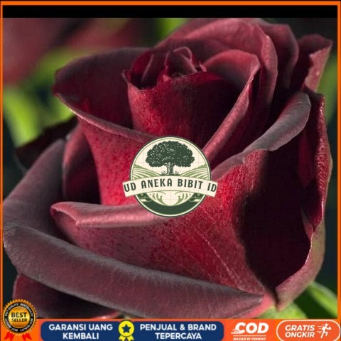 TANAMAN HIAS BUNGA MAWAR HITAM ASLI/ BLACKROSE SUDAH BERBUNGA Bibit Tanaman Super Unggul UD ANEKA BI