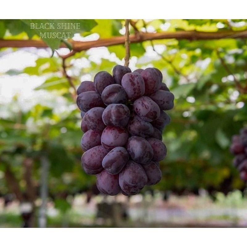 Bibit anggur import black shine muscat jepang valid