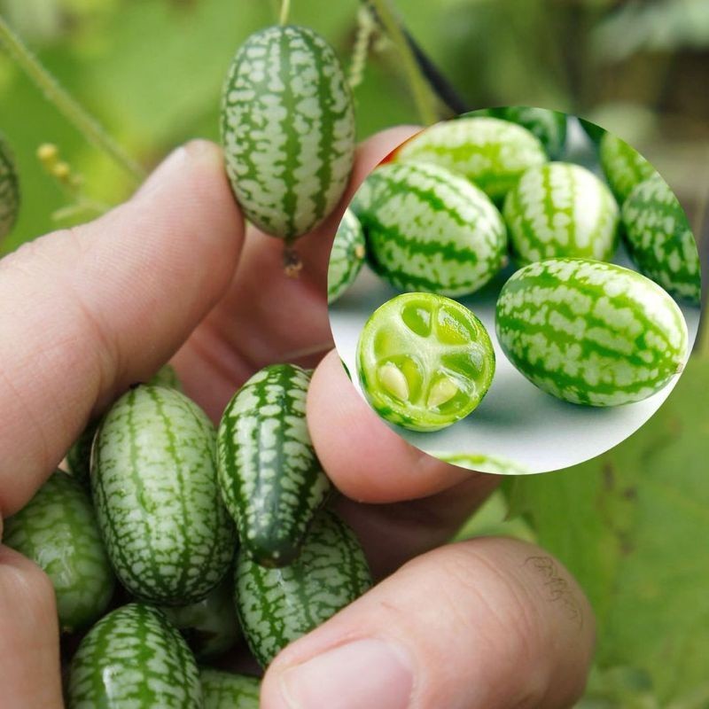 3 Biji - Benih CUCAMELON, timun/melon mini merambat