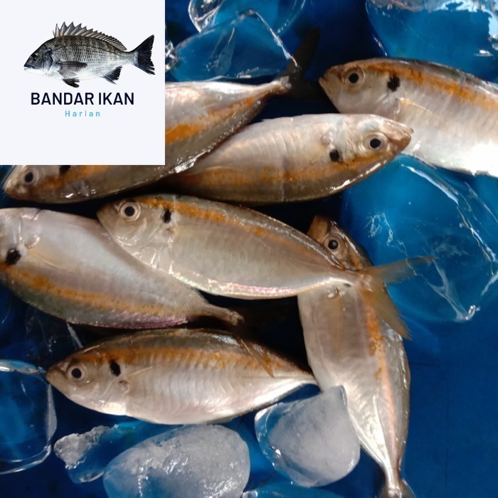 

Ikan Selar Segar Fresh Dan Berkualitas