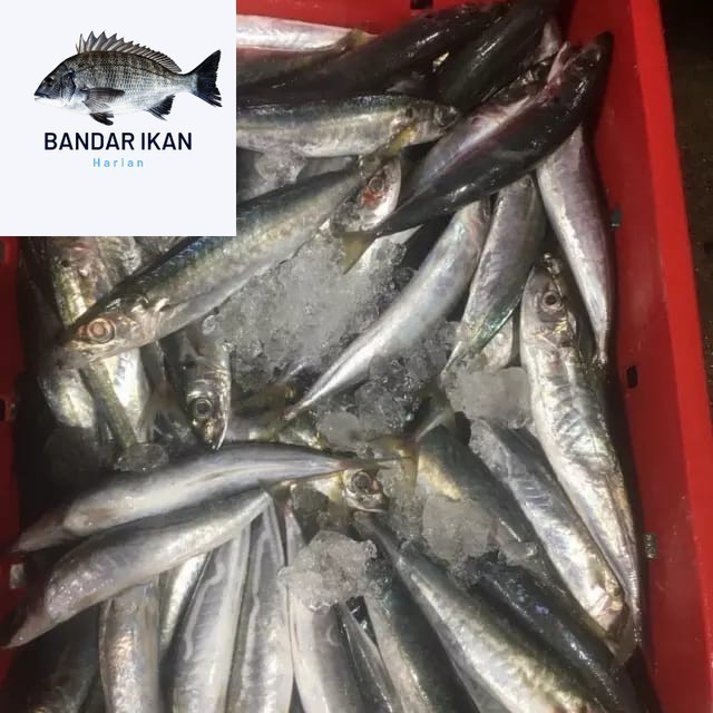 Ikan Layang Deles Segar Fresh Dan Berkualitas