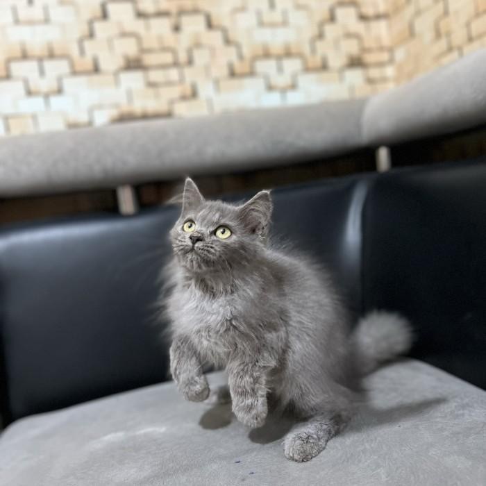 Terlaris Anak Kucing Kucing Persia Betina Super Gondrong