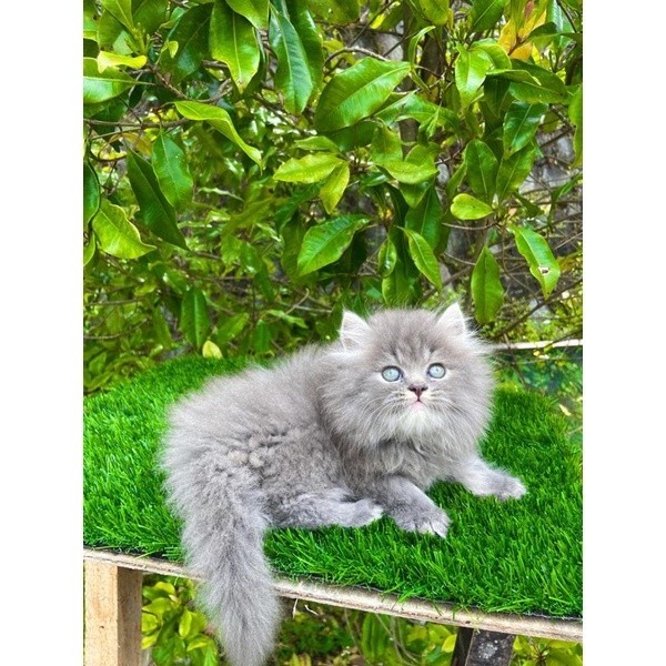 Promo diskon 65% KUCING PERSIA LONGHAIR MEDIUM FLATNOSE PEAKNOSE HIMALAYA RAGDOLL KITTEN PERSIA PINO