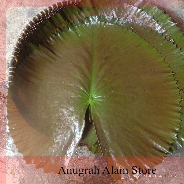 

PROMO DAUN TERATAI MERAH BASAH~DAUN TERATAI MERAH FRESH~BUNGKUS MAKANAN~500G