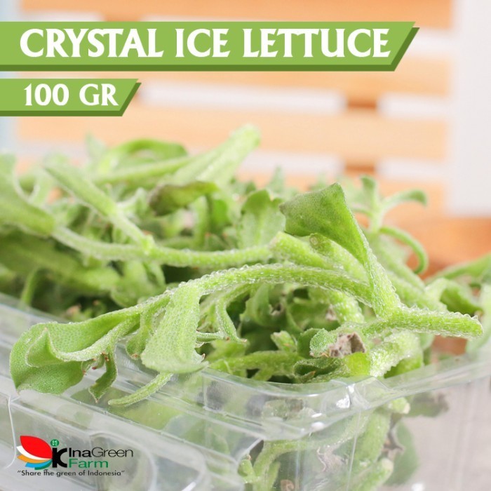 Inagreen Farm Bandung Lettuce Crystal Ice