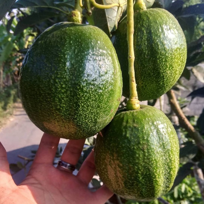 bibit alpukat kendil