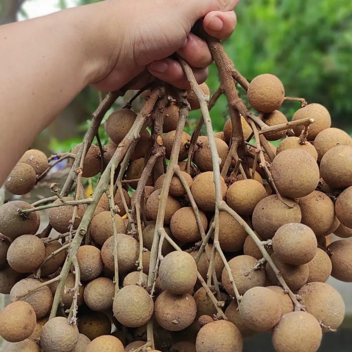 PAKET 3 BIBIT KELENGKENG JENIS ITOH SUPER, TINGGI 1 METER