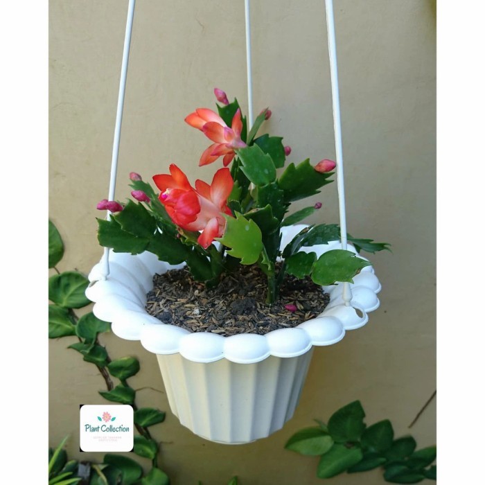 TANAMAN HIAS RED CHRISTMAS CACTUS | WIJAYA KUSUMA KEPITING