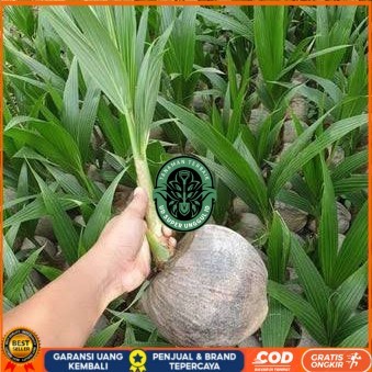 Bibit Kelapa Hibrida Hijau Jumbo Asli Bibit Tanaman valid UD SUPER UNGGUL ID